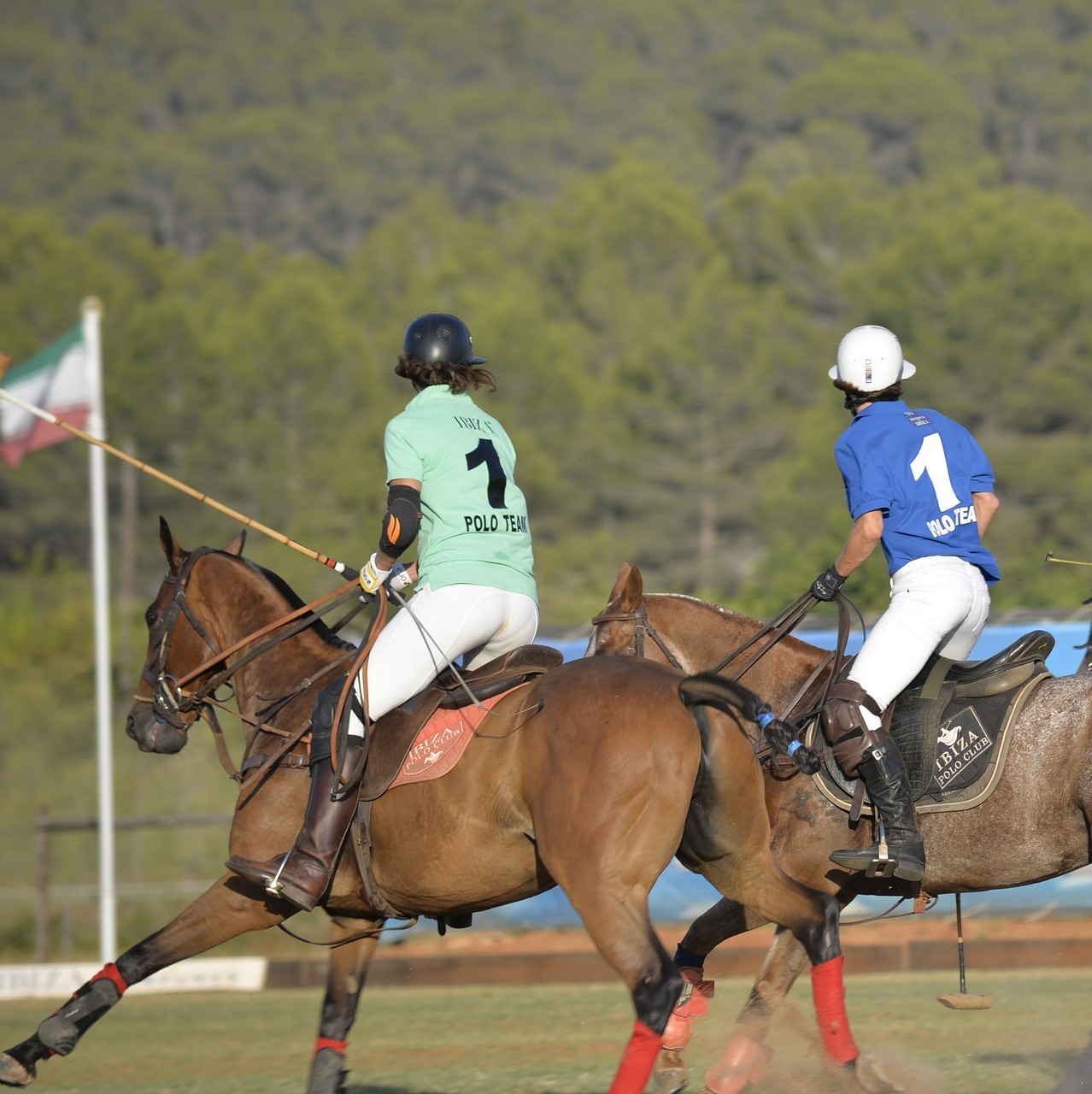 horse-3260154_1920 copia